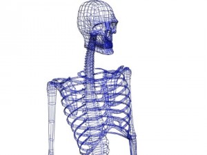 skeleton 3D 模型
