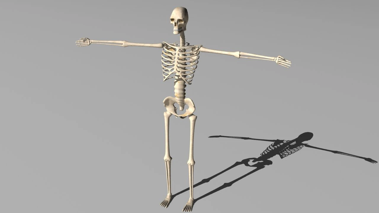 rigged skeleton 3D Model .c4d .max .obj .3ds .fbx .stl .blend 