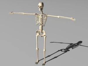 esqueleto manipulado Modelo 3D