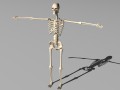 rigged skeleton 3D 模型