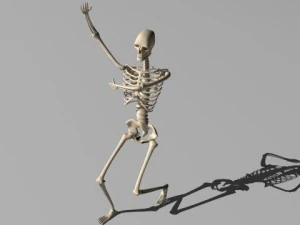 rigged skeleton 3D Model
