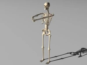 rigged skeleton 3D Model