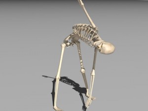 rigged skeleton Modelo 3D