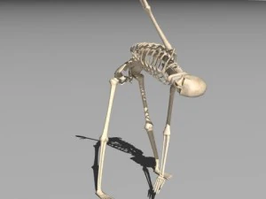 rigged skeleton 3D Model