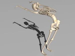 rigged skeleton 3D Model