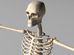 rigged skeleton Modelo 3D