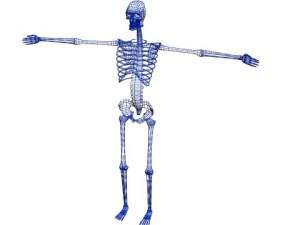 rigged skeleton 3D Model