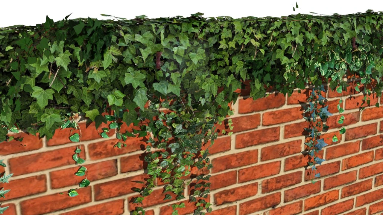 ivy wall 3D Model .c4d .max .obj .3ds .fbx .stl .blend 