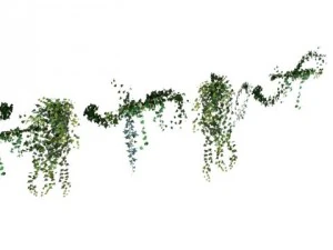 ivy wall 3D Model