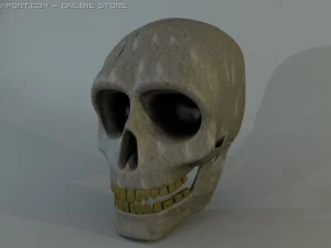 human skull 3D Model