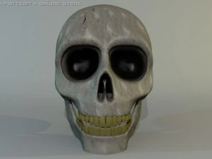 人間の頭蓋骨 3Dモデル