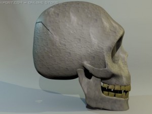 human skull 3D Model