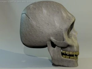 人間の頭蓋骨 3Dモデル