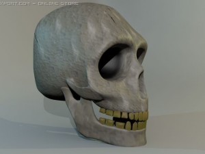 human skull 3D Model