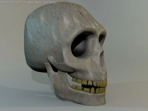 人間の頭蓋骨 3Dモデル