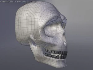 人間の頭蓋骨 3Dモデル
