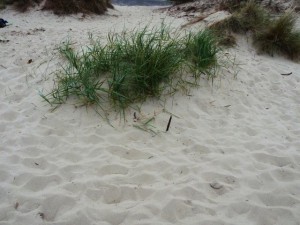 texture beach sand collection CG Dokuları