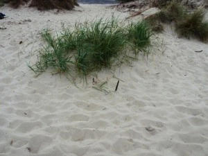 texture beach sand collection CG Textures
