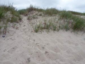 texture beach sand collection CG Dokuları