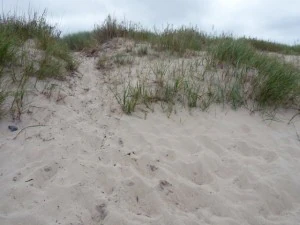texture beach sand collection CG Textures