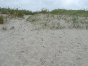 texture beach sand collection CG Textures