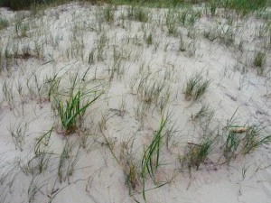 texture beach sand collection CG Textures