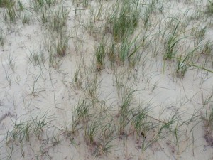texture beach sand collection CG Dokuları