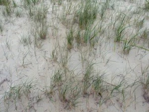 texture beach sand collection CG Textures