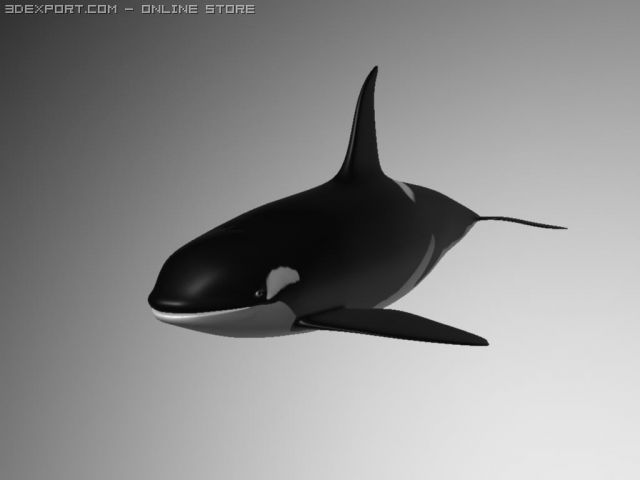 orcakiller whale 3D 模型 .c4d .max .obj .3ds .fbx .stl .blend 