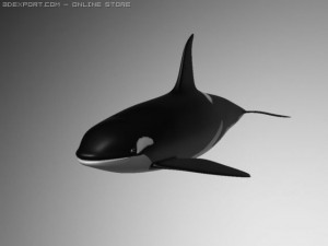 orcakiller whale 3D Model