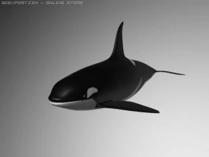 虎鲸 3D 模型