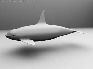 orcakiller whale 3D 模型