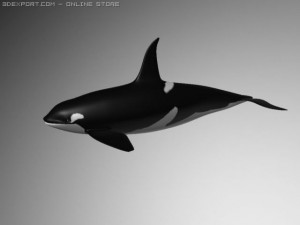 orcakiller whale 3D 模型