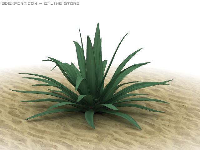 agave americana 3D 模型 .c4d .max .obj .3ds .fbx .stl .blend 