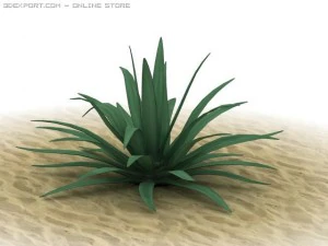 아가베 아메리카나 3D 모델