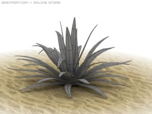 agave americana 3D 模型