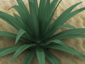 agave americana 3D 模型