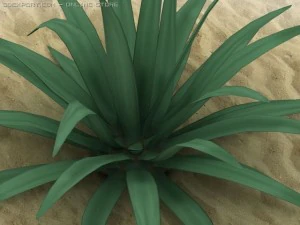 agave americana 3D Model