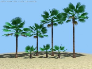 california fan palms Modelo 3D
