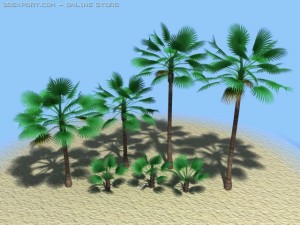 california fan palms 3D Model