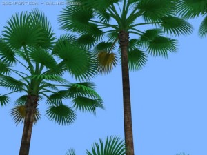 california fan palms 3D Model
