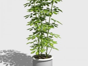 umbrella tree pot Modelo 3D