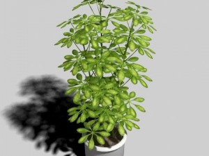 umbrella tree pot 3Dモデル