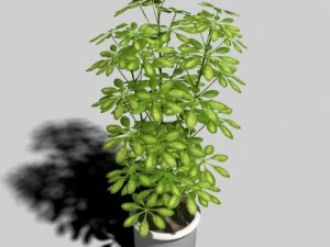 umbrella tree pot 3D Model