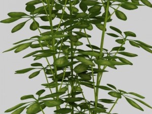 umbrella tree pot 3Dモデル