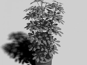 umbrella tree pot 3Dモデル