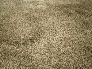 rug Modelo 3D