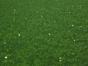 grass 3D मॉडल
