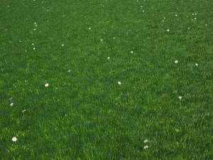 grass 3D Model