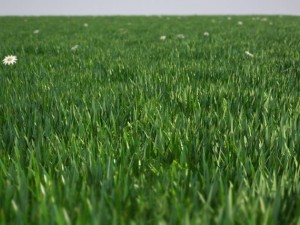 grass 3D मॉडल